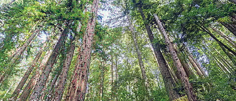 Pune civic body seeks help to save city Bio-Diversity Park areas