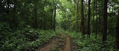 Konkan's picturesque Tillari is now conservation reserve