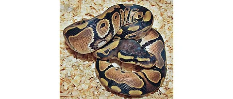 Two pythons stolen from Sant Bahinabai Chowdhari Snake Park