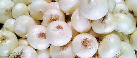 GI tag sought for Alibaug white onion