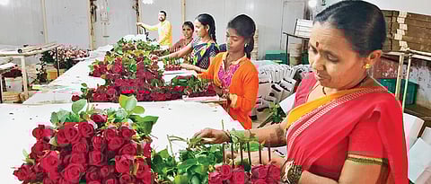 Maval rose growers gear up for V-Day