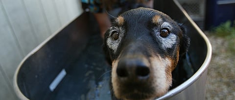 Car accessories for dogs most-searched in US