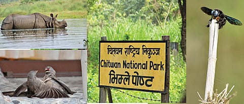 Chitwan chronicles