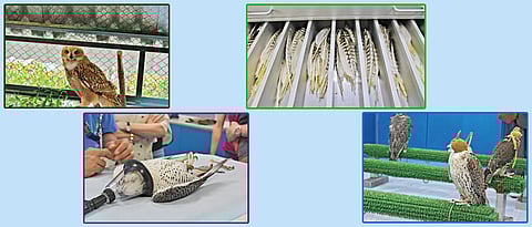 A hospital for hunters