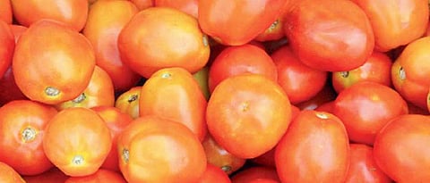 Virus on tomatoes doesn’t pose a threat to humans: Experts