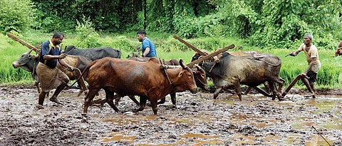 Unable to pay crop loan, forget insurance cover for Kharif season