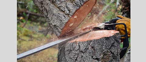 Residents write to PMC to save 100-year-old tree