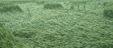 Unseasonal rainfall hits rabi crops in State