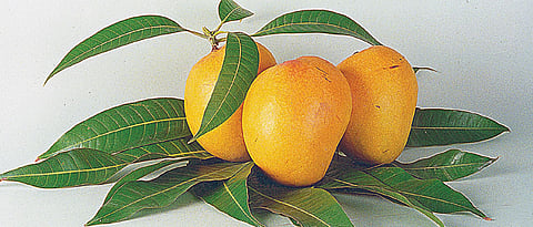 GI Tag To Make Alphonso Mangoes A Global Brand
