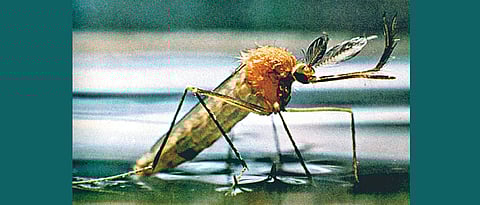 Major dengue outbreak in city with 1,100 cases, 4 deaths so far this yr