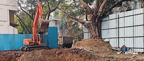 Residents complain against damage to tree roots