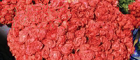 45 lakh roses exported for Valentine’s Day