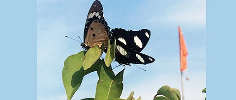 Bid to make butterflies more local