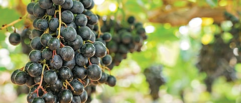 Grape exports in Maharashtra down due to unseasonal rains