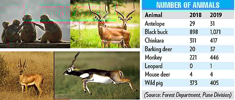 Animal census shows increase in population