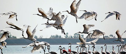 Rains May See Migratory Birds Arrive Late