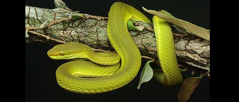 Pune-based researcher part of team that discovered new species of Green Pit Viper