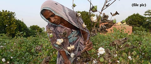 Pink bollworm infestation continues to wreak havoc