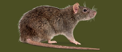 Hantavirus kills a man in China! Here’s all you need to know about the deadly virus