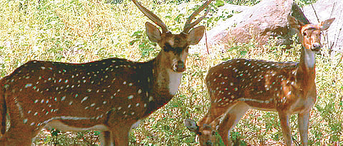 2 injured deer rescued from Thane buildings