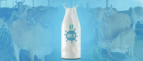 World Milk Day: Incredible benefits of A2 milk