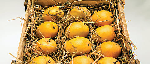 Alphonso lovers will have to wait longer for the king