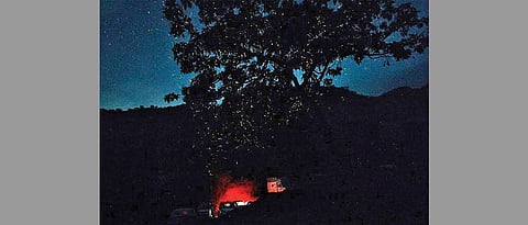 Camping with fireflies becoming popular among young Puneites