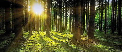Forest cover in the State up by 95.56 sq km since 2017: ISFR