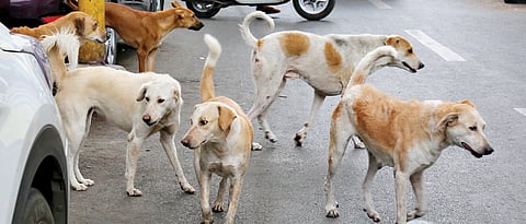 Move to give stray dogs a home of their own