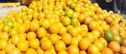 Coronavirus lockdown hits Maharashtra’s orange, grape growers