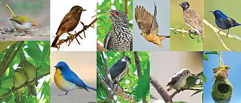 Let's go bird spotting in your locality