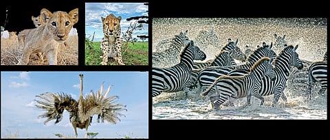 Wild, wilder and wildest