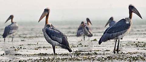 India has 69.2 million acres wetland, lacks ‘Wetland Policy’