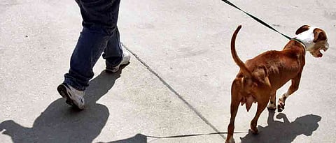 PMC’s apathy discouraging pet lovers from obtaining licence