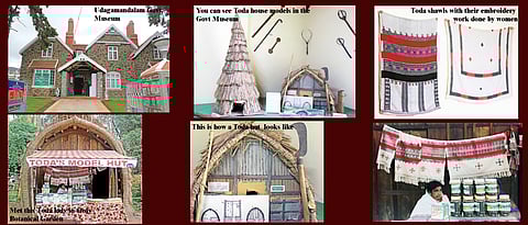 Bonding with buffaloes