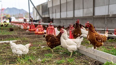 Start a Small Poultry Farm in India