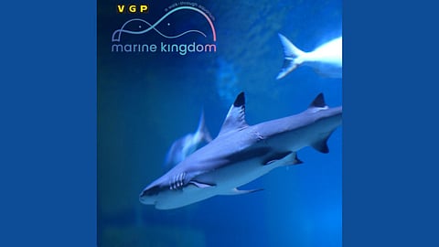 VGP Marine Kingdom Records Rare Bamboo Shark Breeding in India