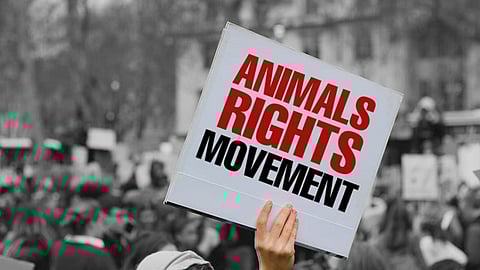 Animal-rights advocates must reimagine their relationship with human communities for a better future for the nonhuman rights movement