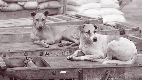Supreme Court says streets should be free from stray dogs; orders removal within eight weeks