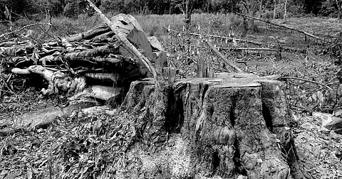 “Court not against development, but it must be sustainable,” says Supreme Court in Kancha Gachibowli tree felling case