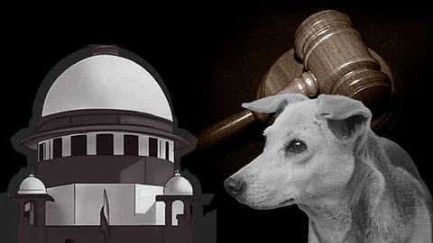 Supreme Court modifies August 11 order, directs stray dogs to be released after vaccination, dedicate feeding places and formulate national policy