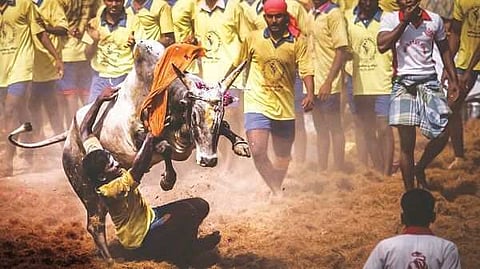 News Update: Jallikattu petition- Supreme Court issues notice to TN Government, gives four weeks to respond