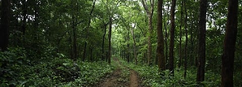 Article 371: Citing encroachment on its special status, Mizoram revokes Forest Rights Act, 2006