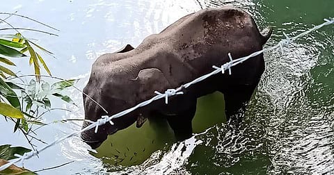 Petition in Supreme Court to declare barbaric practices for warding off wild animals as unconstitutional; notice issued