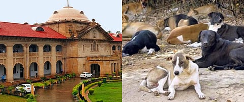 Allahabad HC puts in abeyance its direction seeking removal of stray dogs from city precincts