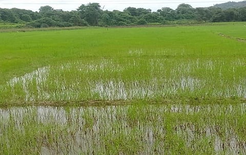 Bombay High Court at Goa helps Shirgao Fields degraded by mining to bloom again