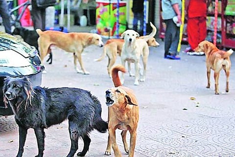 Allahabad HC directs removal of stray cattle and dogs from city precincts