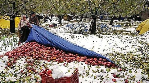 Apple orchards in Kashmir. Source: Hindustan Times