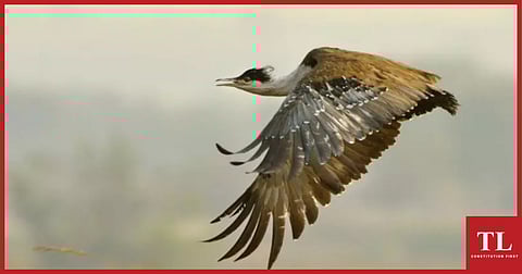 SC Orders Laying of Cable Transmission Lines Underground in Great Indian Bustard Habitats