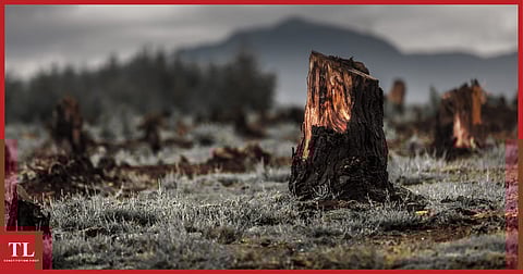 Forest Conservation Act: How the proposed changes are likely to make our climate change goals unachievable